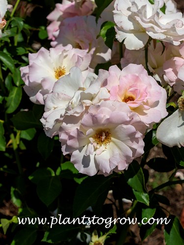Charles Aznavour Rose (Rosa)